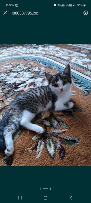 Котята в добрые руки