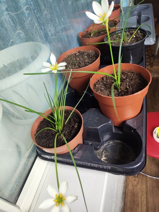 Зефирантес(подснежник), абутилон