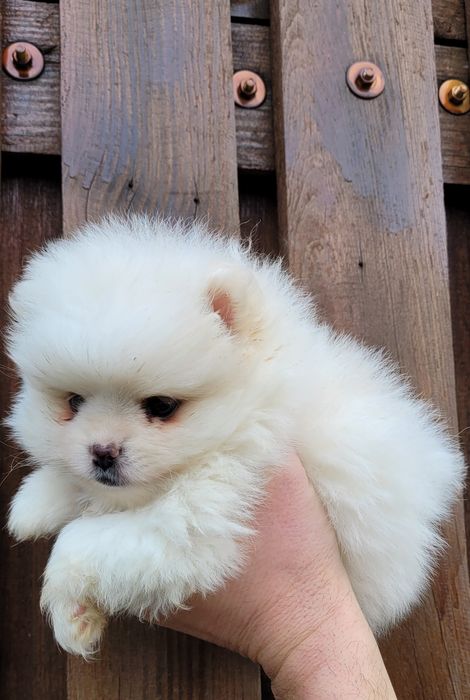 Померан-мини шпиц!!!