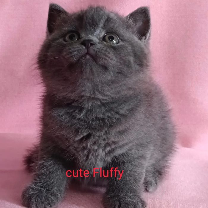 British fold котята