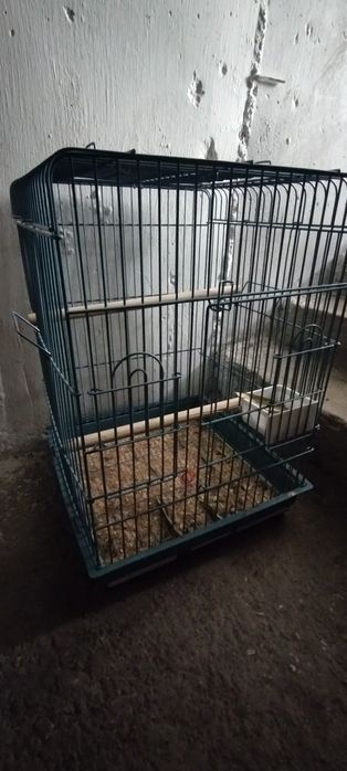 Cusca papagali medii-mari