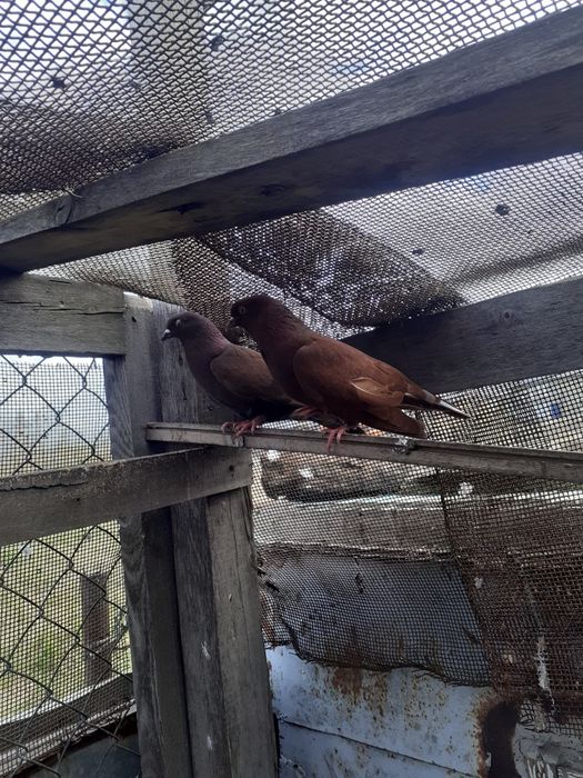 Продам красных бакинских  голубей.