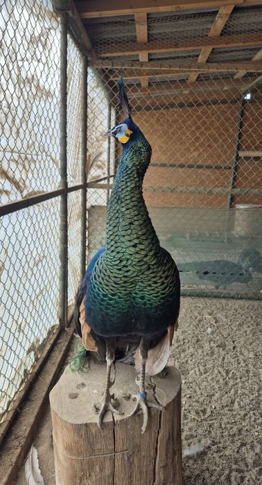 Pentru cei interesati mascul matur de Muticus Imperator 2800lei