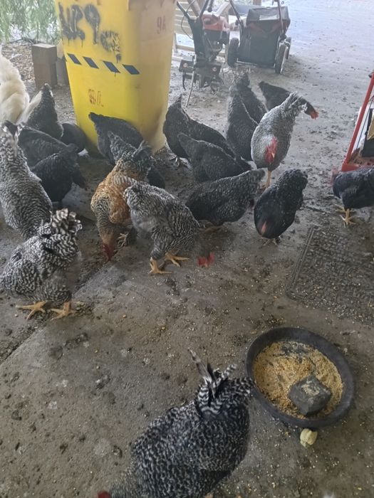 Vând găini, puicuțe, cocoși, curcan