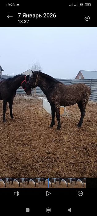 Тай Кунан лошадь