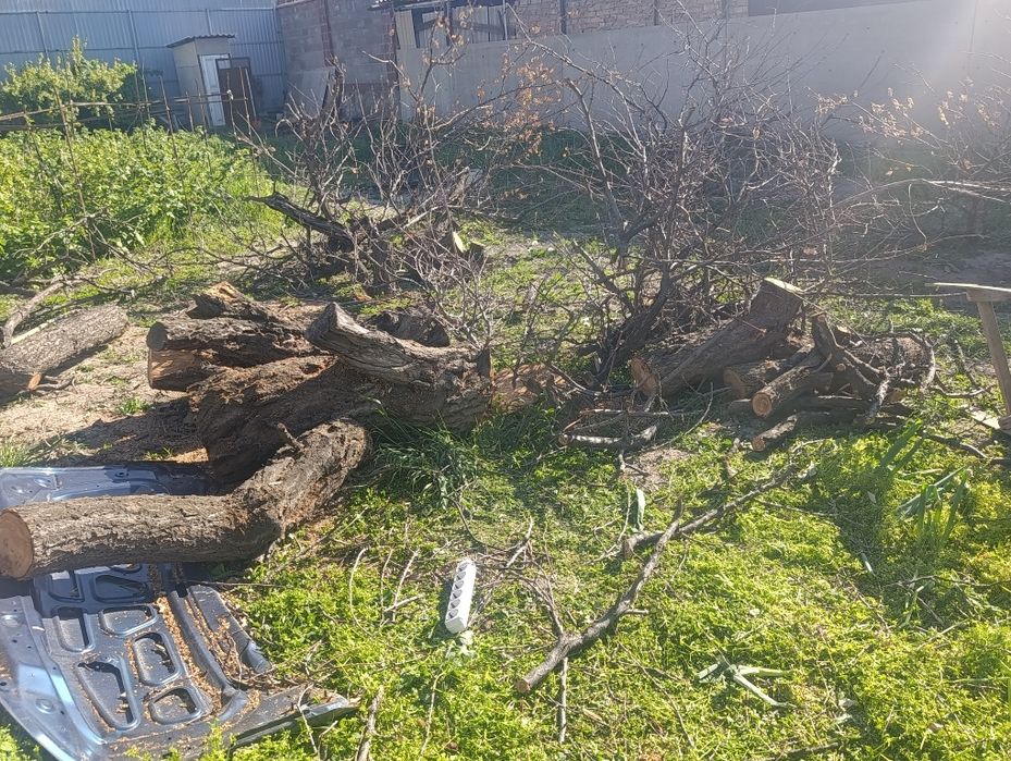 Дерево бесплатно