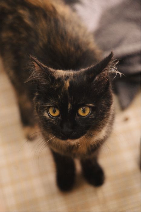 Котёнок-девочка, 5-6 месяцев