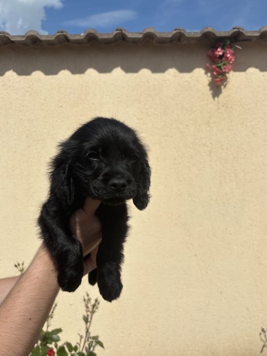 Cocker Spaniel baiat negru