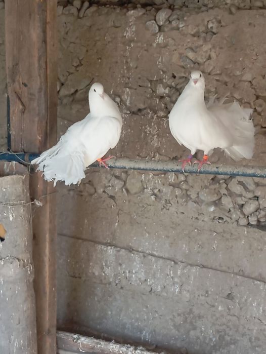 Голуби-павлины .