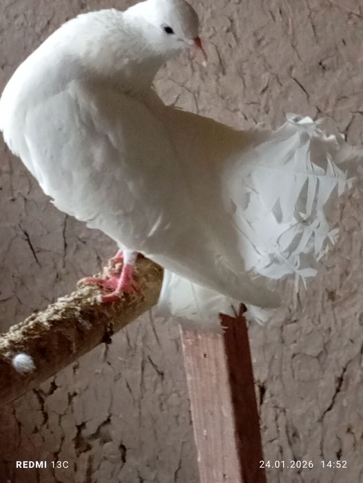 Павлин каптарлар сотилади