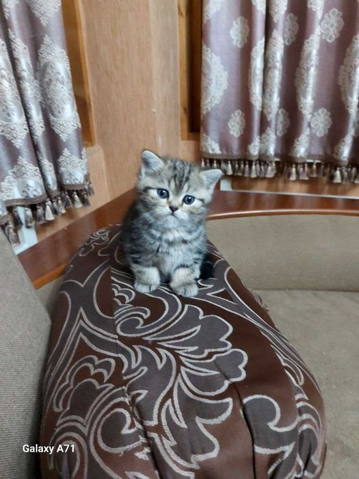 Продаётся котята!!Shinshilla mushuklar sotiladi!!!