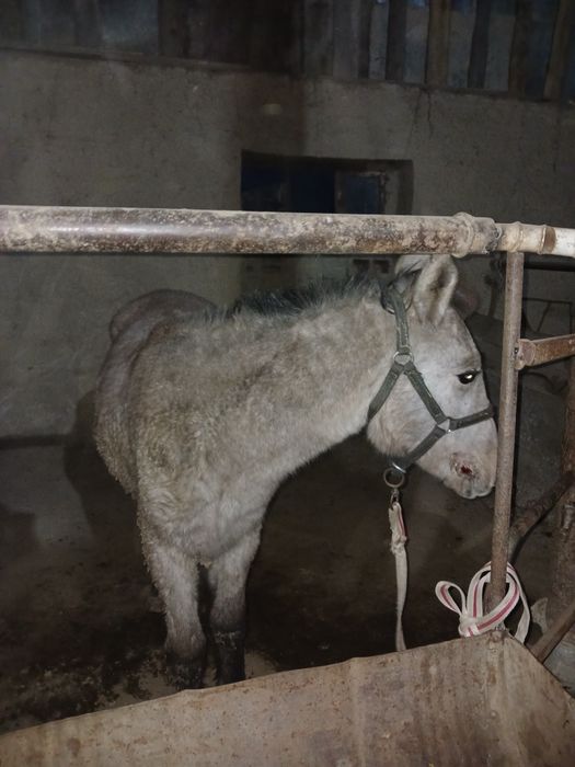 Жабағы Гарантия есть