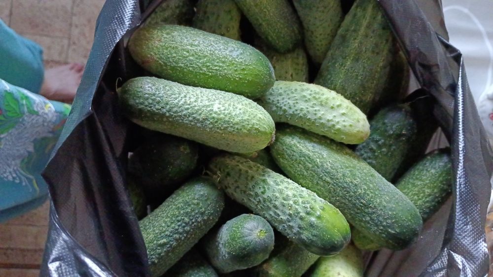 Продам огурцы дачеые