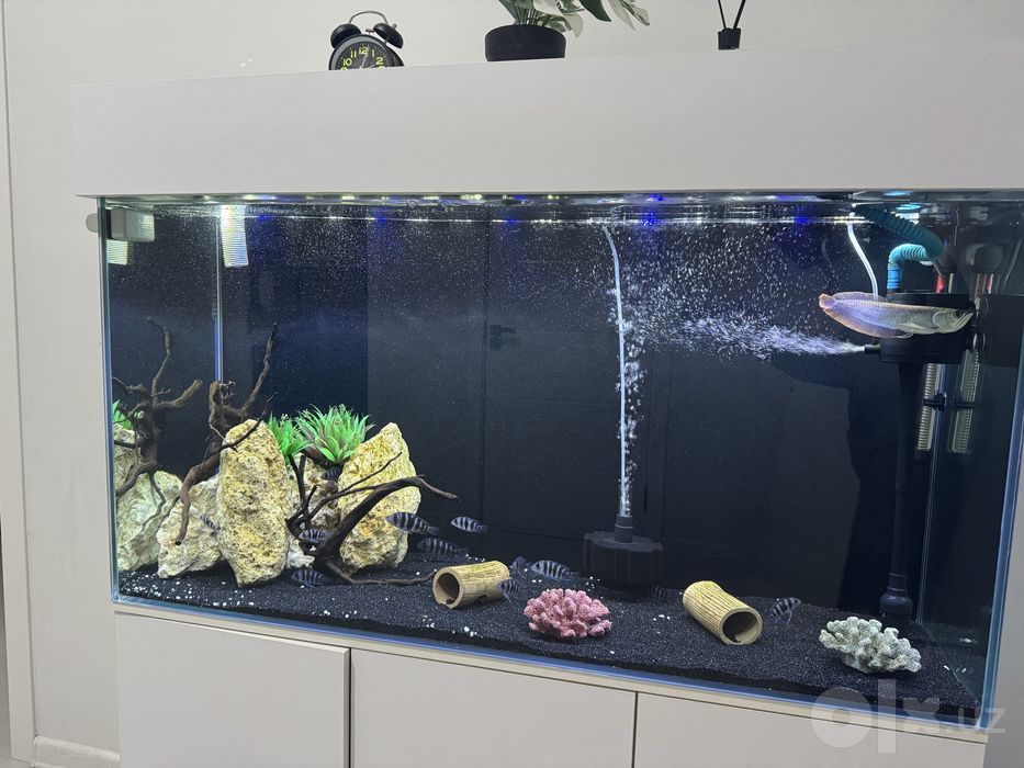 Arowana baliq, 20-25 sm atrofida sotiladi