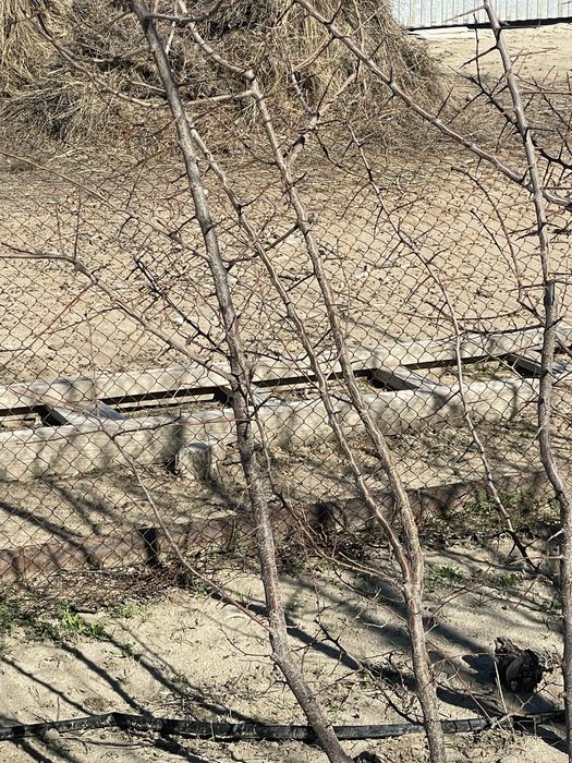 Саженец абрикоса