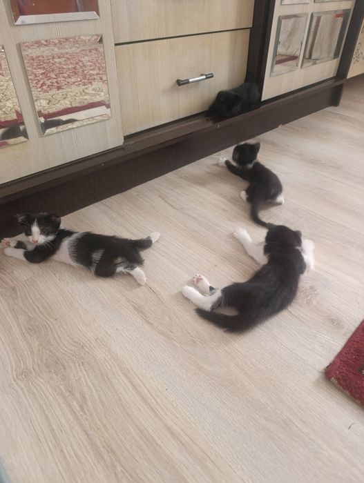 Мысық марғау котята