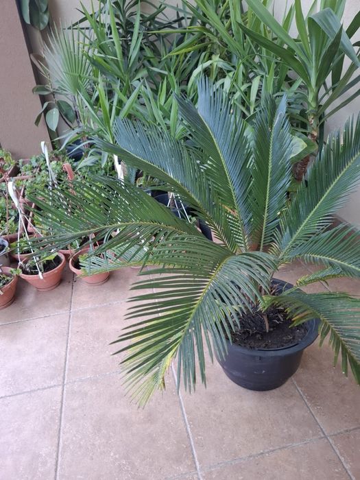Vand yucca plante decorative interior