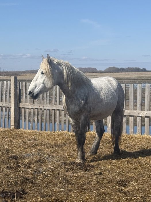 Продам жеребец на племя