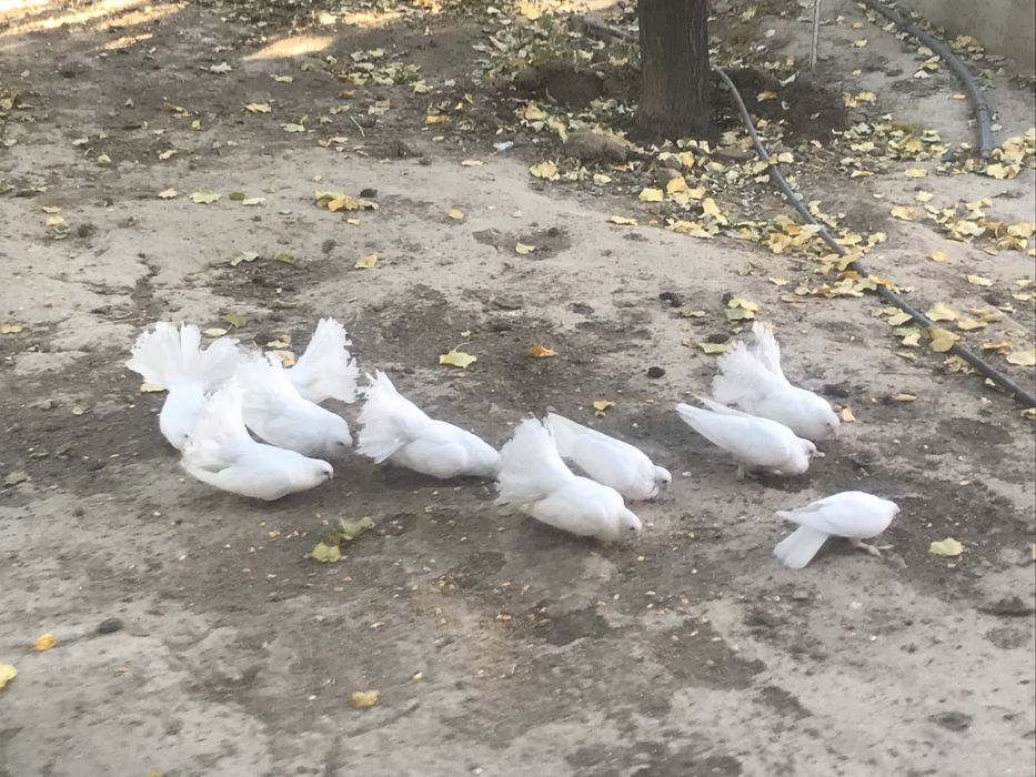 Голуби павлины и белые голоножки.