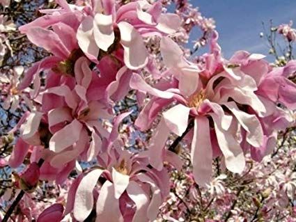 Magnolia purpurie susan mov  genie  stelata black tulip