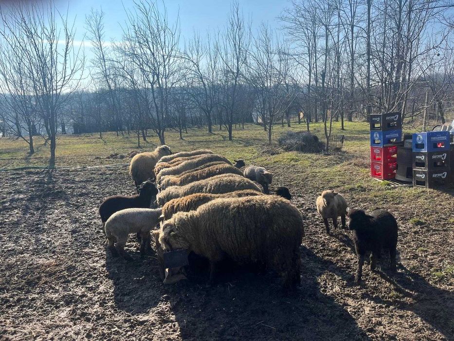 oi si miei de vanzare