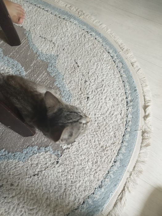 Кошка дарам аааааап