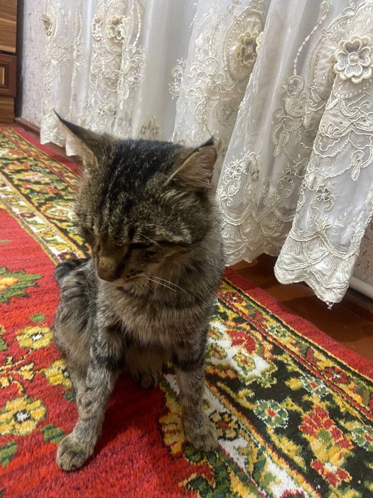 Mushuk hadiyaga beriladi aqilli iy mushugi