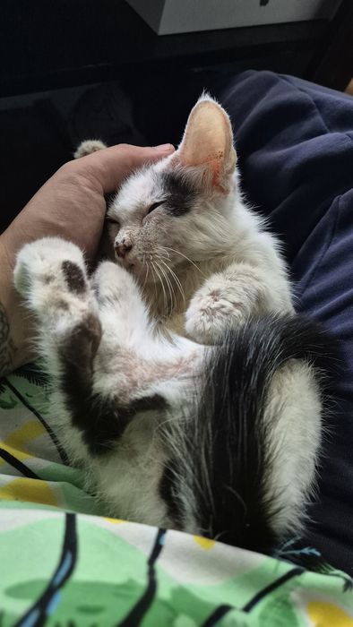 Отдам котенка в хорошие руки