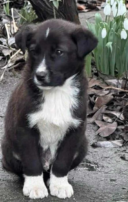 Подарявам кученца лабрадор микс