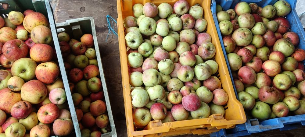 Mere de industrie pentru palinca