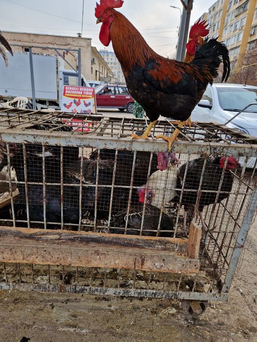 Sergili dehqon bozorolida horoz kurka quyon goz ordek sotiladi