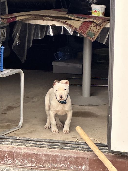 Продам стаффорда с вольером