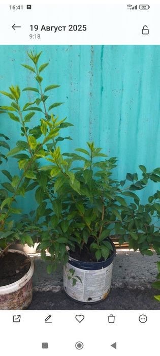 Кустарники разные