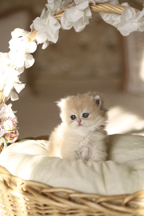 Котенок Золотая Шиншилла