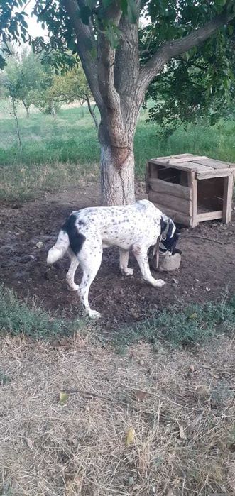 Алабаи сатылады.