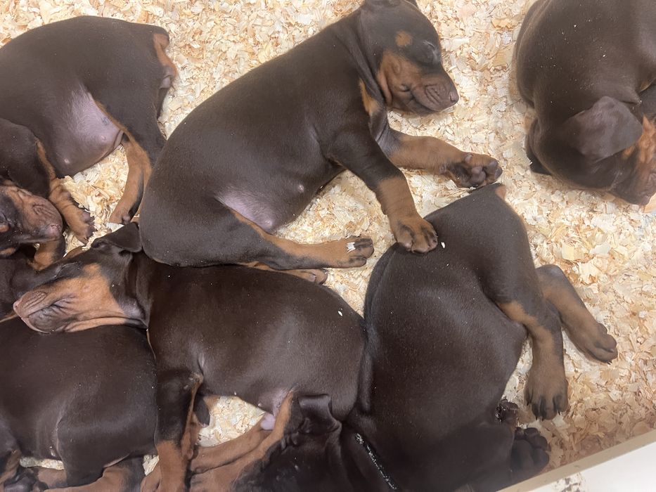 Шенки добермана все документы