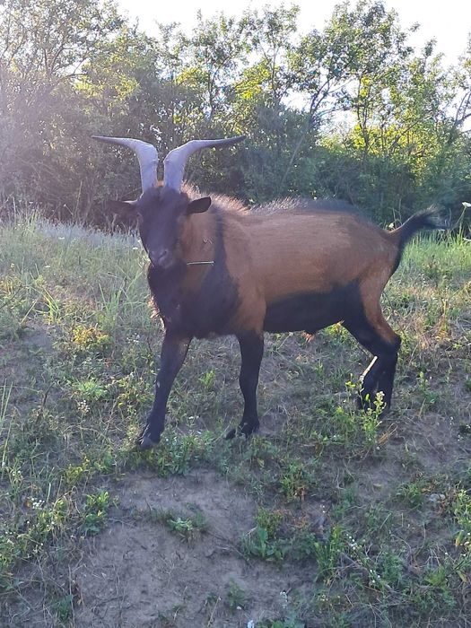 Schimb sau vand țap alpin francez