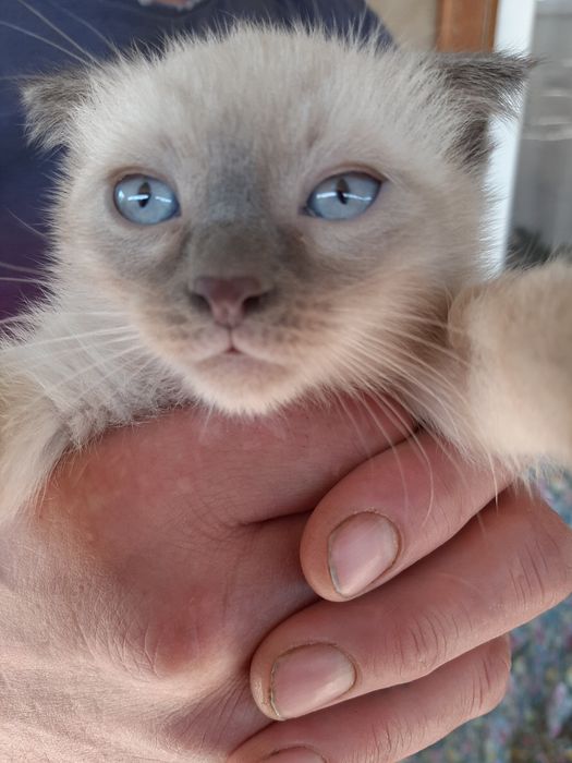 Котёнок девочка полтора месяца