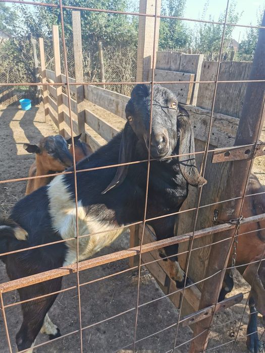 Vind țapi alpin francez țapul este bun de montă și doua iede montate