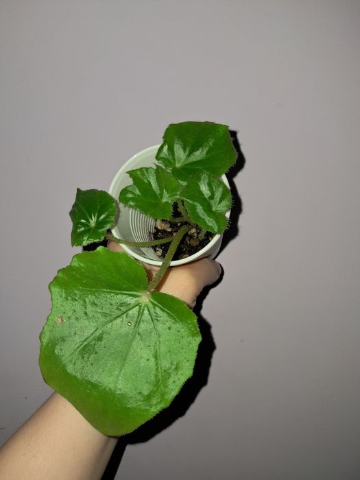 Бегония воротничковая