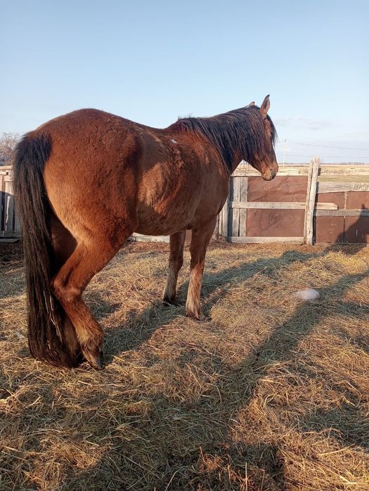 Продам  Лошадь  , ат
