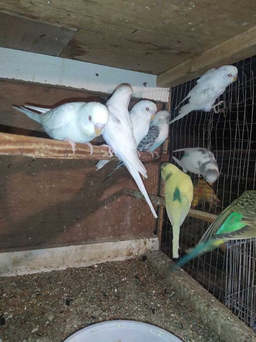 Valnistiy papugay, saru nerazlushka, albinos to'tilar