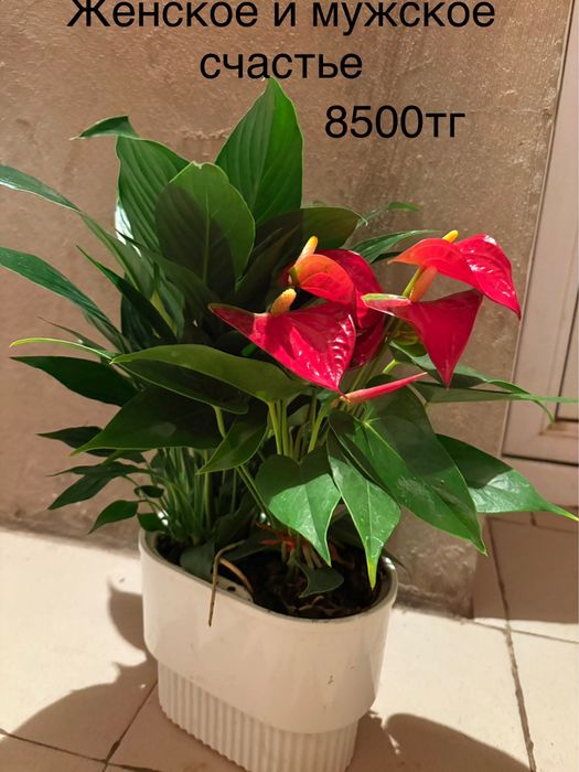 Продаются цветы в горшке