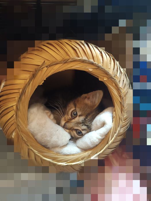 Подарявам малко коте