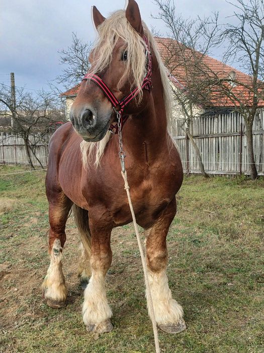 Armăsari pentru monta blond și negru