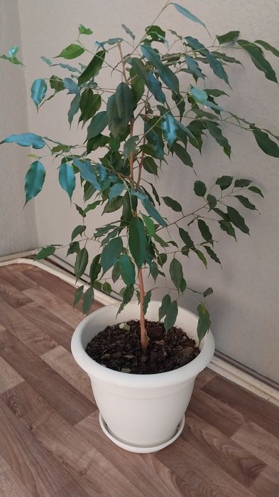 Продаю Домашние цветы Фикус