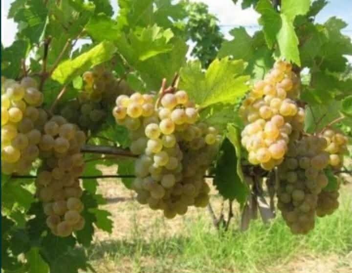 Struguri de vin.