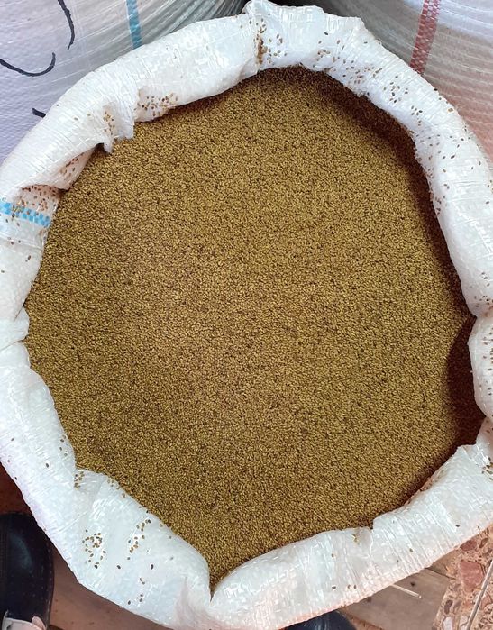 Samanta de lucerna, samanta de mei, sparceta