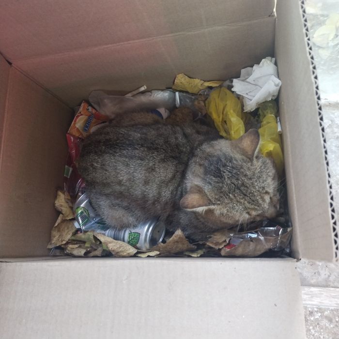 Кот несчастный в добрые руки
