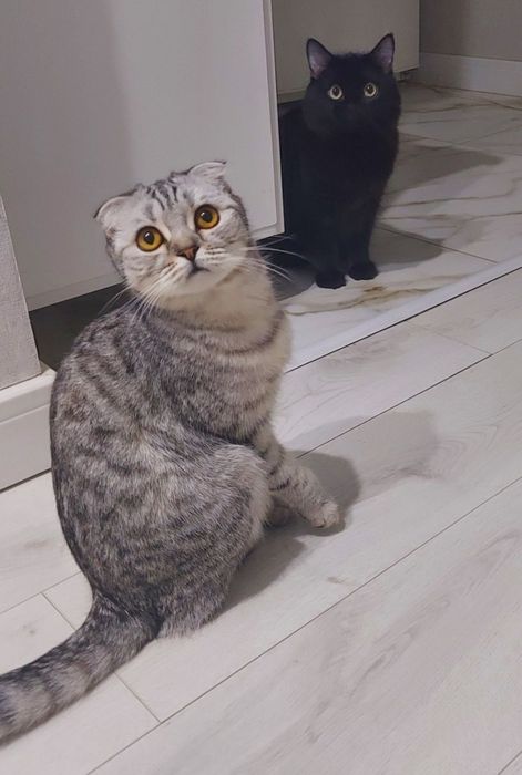 Котятам два месяца